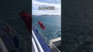 橫跨紐西蘭南北島的Bluebridge Cook Strait Ferry #newzealand｜Korean Koala TV