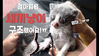 길에서 새끼고양이가 울며 엄마를 찾고있어요 ㅠ