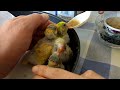 hand feeding three week old budgies