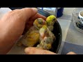 hand feeding three week old budgies