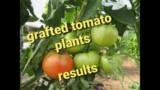 Results of Grafted Tomatoes (2020)