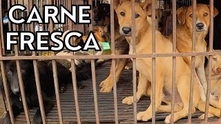 O CRUEL AÇOUGUE DE CACHORROS NO VIETNÃ (Carne de Cachorro)