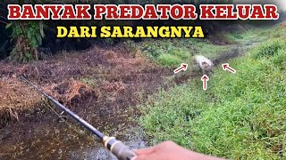 AWALNYA RAGU-RAGU, TERNYATA BANYAK PREDATOR YANG SEMBUNYI DI BAWAH RUMPUT.