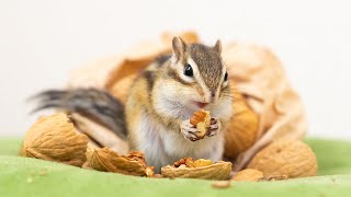 くるみの日なのでくるみを食べるシマリスでも見ていかない？