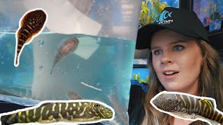 Unboxing Rare Fish That Look Like Aliens!? 👽