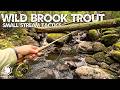 Find Wild Brook Trout - Small Stream Tactics