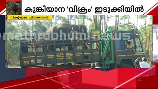 അരിക്കൊമ്പനെ പൂട്ടാന്‍ വിക്രം സിമന്റ് പാലത്തിലേക്ക് എത്തി| Mission Ari Komban | Kumki Vikram