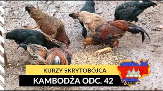 Kambodża - Kurzy skrytobójca  (odc. 42)