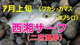 【西湘サーフ二宮海岸】7月上旬ワカシ・カマス・コノシロ早く爆釣サーフに！