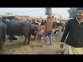 today gojra maweshi mandi buffalo fresh rates update buffalo mandi 2025