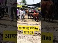 आष्टा पशु मंडी live animals dairy dairyproducts cows animal dairyfarm