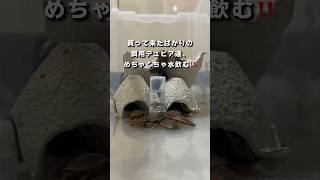 【すごい】水をガブ飲みするゴキブリたち🪳