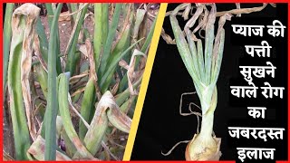 #purple #blotch of #onion and downy mildew best solutions।