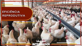 Eficiência das matrizes é ponto-chave na cadeia da avicultura | Ligados\u0026Integrados - 24/08/2022