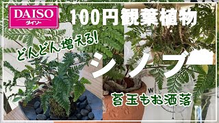 【観葉植物】ダイソー100円に売っているシノブ／色んな飾り方が出来ます。