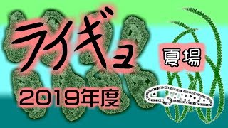 雷魚飼育2019 外来生物をエサに大きく育てる（暑いが…）