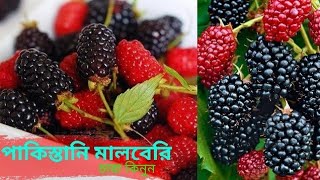 টবে বা বারান্দায় করুন মালবেরি চাষ| পাকিস্তানি মালবেরি চারা কিনুন | ব্রাদার্স এগ্রো |