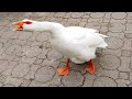 untitled goose meme