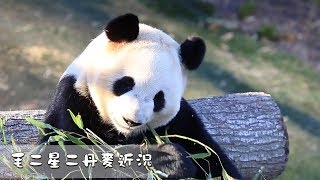 《熊貓主題趴》毛二星二丹麥近況 | iPanda熊貓頻道