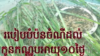 របៀបបំប៉នចំណីដល់កូនកណ្តូបដែលមានអាយុចាប់ពី១០ថ្ងៃឡើងទៅ(វគ្គ4)