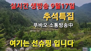 실시간  생방송 선슈핑입니다 9월17일 추석아침 소통방송中 해피추석 보내세요 🐼씻고싶다;;;#푸바오 #fubao #福宝 #panda #潘达 #에버랜드#바오패밀리#福猪猪 #神树