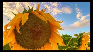 SIMPLE LIVING AUSTRALIA - SELF SUFFICIENCY FOR LIFE FROM THE BACKYARD VEGGIE GARDEN!