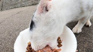 ゴミの中を脱出したかわいい子猫たちが行方不明だったので母猫にちゅ～るとカルカン(kalkan)とシーバ(Sheba)を給餌したらうまそうに食べた 野良猫 感動猫動画