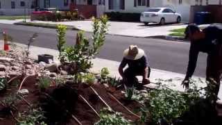 How to Install a Drip Irrigation for the Waterwise Garden