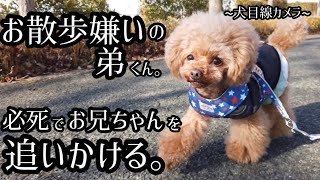 【犬目線カメラ】お散歩大好きな兄を、お散歩大嫌いな弟が必死で追いかける【トイプードル 】【犬】