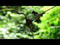 하늘의 벗 긴꼬리딱새 black paradise flycatcher 참새목 까치딱새과의 조류. 멸종위기등급준위협