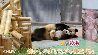 【里帰り🌈彩浜の生後半年🍼懐かしの姿】歩きながら観覧の思い出Panda baby 🌈Saihin