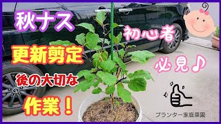 ナス栽培♪更新剪定後の大切な作業【おいしい秋ナス】プランター家庭菜園