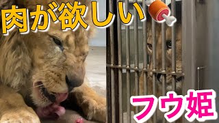 《Animal Lion》New developments.Naughty Princess& Gentle Boss New Comedy?Fuu’s story.vol.644
