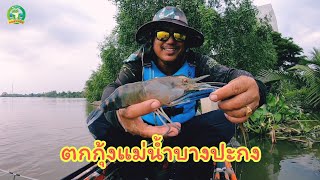 กบ เลาะตลิ่ง : พายคายัคตกกุ้งแม่น้ำบางปะกง Ep.2 #Shrimp_fishing