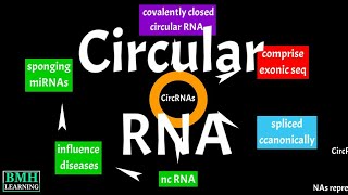 Circular RNA Expression | CircRNAs |