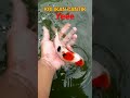 IKAN KOI CANTIK #shorts