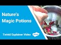 Nature's Magic Potions Recipe | Early Years Outdoor Learning Activities