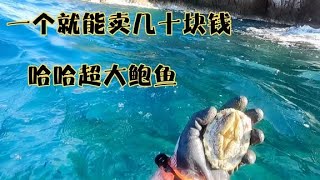 大深蓝潜水撬野生鲍鱼，一天撬个2000块钱，一下子就撬满网袋了【探海老表】