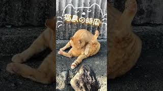 無我夢中！大胆な格好でお洒落に余念が無い福岡の猫島(相島)の猫ちゃん