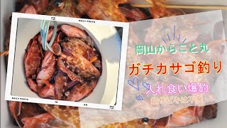 ガチカサゴ釣り　今が旬ですよ！#ホゴ釣り＃メバル釣り＃船釣り#fishing #fishingvideo