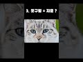 고양이에 대해 잘 몰랐던 사실 top 7 고양이