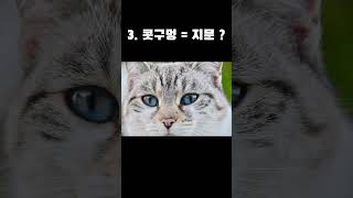 고양이에 대해 잘 몰랐던 사실 TOP 7 #고양이