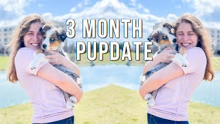 A Day in the Life of My 3 Month Old Australian Shepherd | 3 Month Old Pupdate | 3 month puppy update