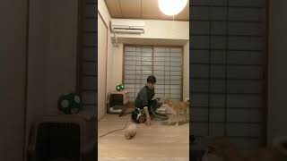 違うよっ！掃除機かけてるんだよ！遊ぶの？#柴犬#なな8歳になったの