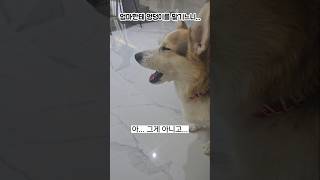 엉덩이 미용을 받고 싶은 웰시코기 #강아지 #반려견 #shorts