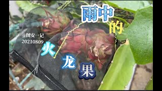 【图安一记】雨中的火龙果Dragon Fruit in the Rain