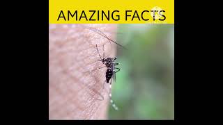 facts about mosquito #amazingfacts #shorts