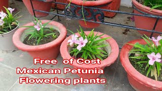 Mexican Petunia 🌸🌿🌸Grow Cuttings🌿 Make more Plants of Beautiful Flowers🌿🌸🌿🌸🌿