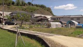 用水路に大量の鯉 moja garden