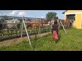 Spraying the cattle herd using spray race